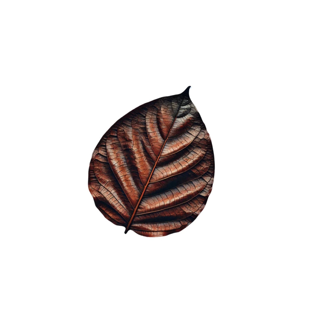 connecticut broadleaf tobacco leaf CT for Cigar. Medium in Both Strength and Thickness, Leaf is a Popular Cigar Tobacco Leaf Tobacco Seeds - Connecticut Broadleaf