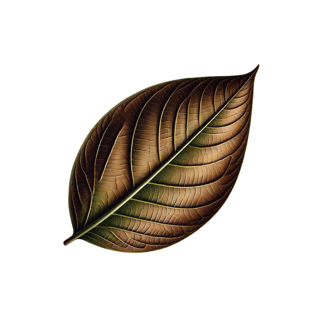nicaraguan tobacco leaves Variety Hand Rolled Cigars On